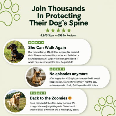Spine & Disc Support - Beno