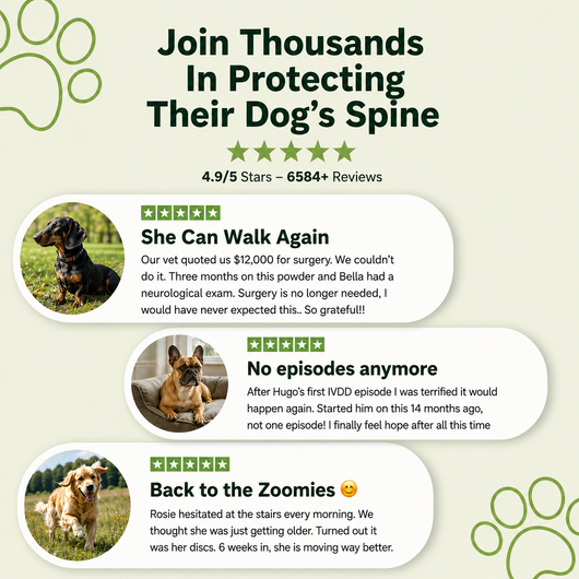 Spine & Disc Support - Beno